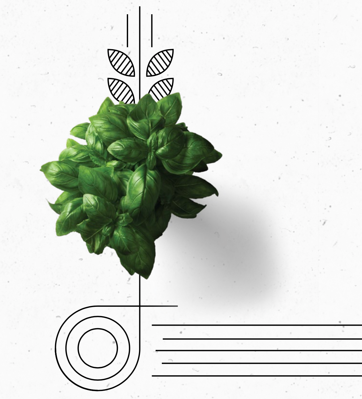 EBM Illustrations basil